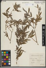Foto von Salix purpurea L. x Salix repens L.